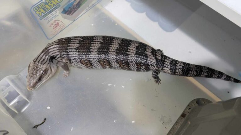 3 Big Wild Type Bluetongue Lizards