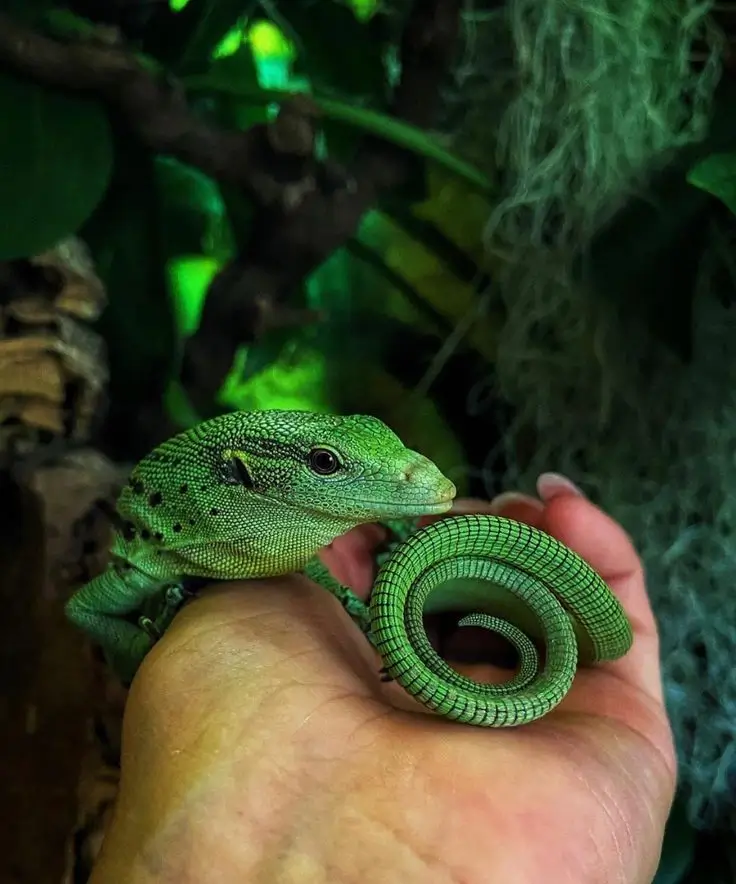 Genuine Australia Reptiles