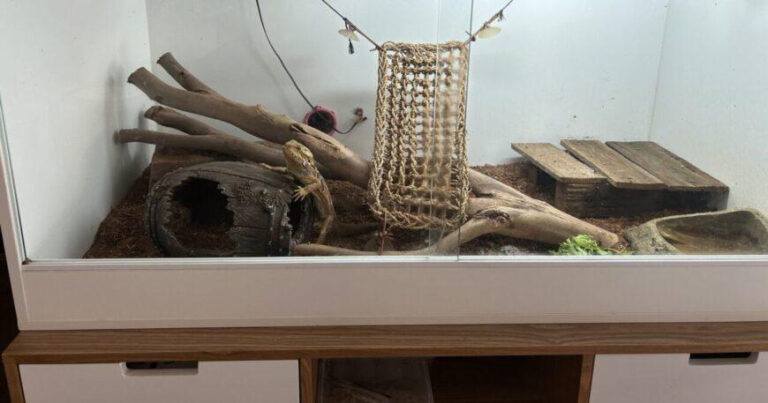 4 year old Female Bearded Dragon. With enclosure