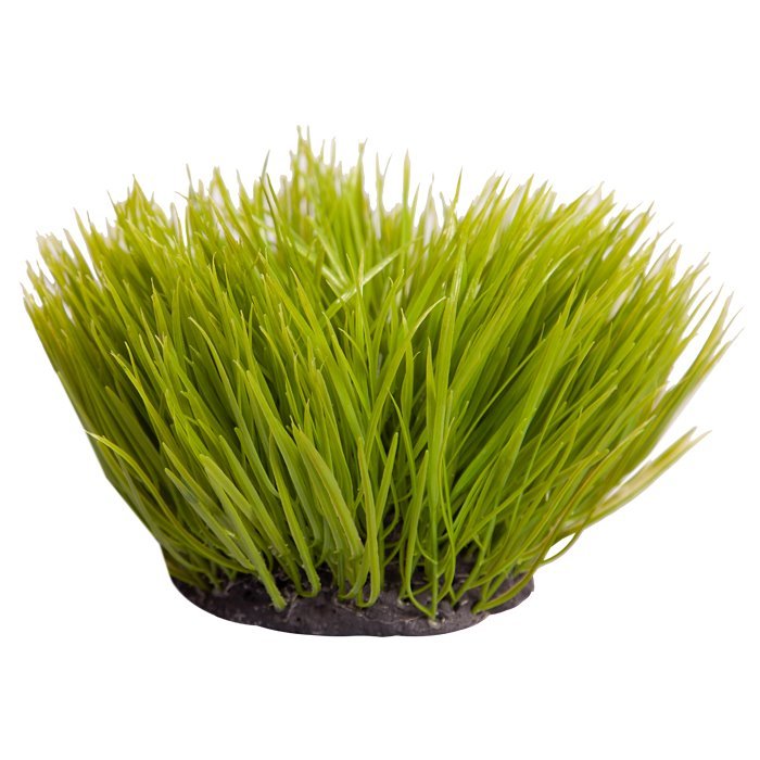 46727.jpg Spinifex Green 30cm Plant