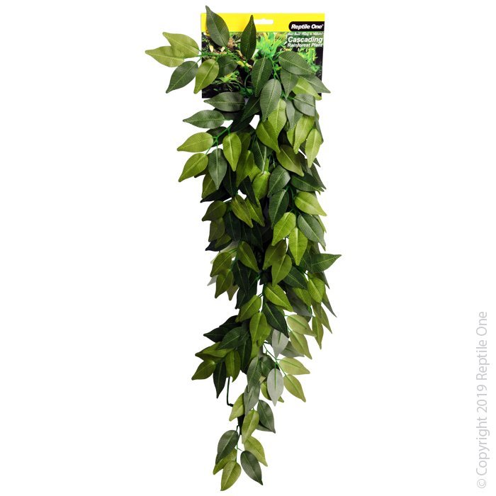 46770.jpg 72cm Varigated Ivy Plant