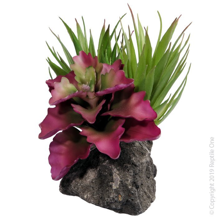 46772.jpg Tillandsia Garden with Pumice Base