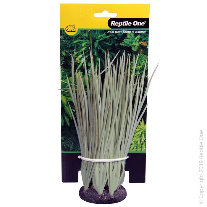 46792-P.jpg Spinifex Grass Grey 18cm Plant